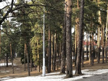 Pine trees in forest
