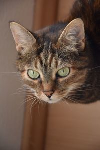 pet