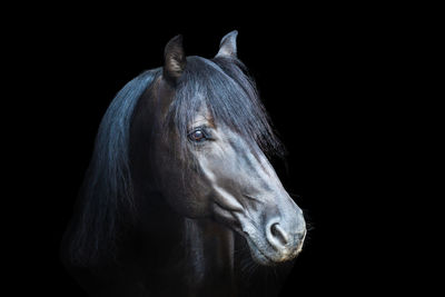 Close-up of horse standing against black background