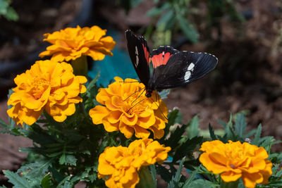 Butterfly pollinating on orange flower