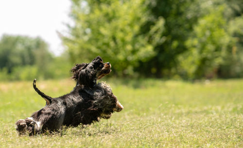 Black dog running on field