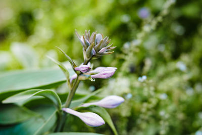 Close-up of pink flowering plant