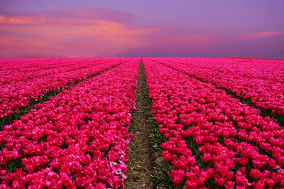 Pink flowers on field against sky during sunset