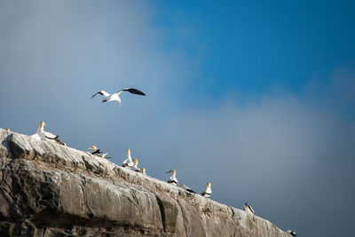 Low angle view of birds flying in sky