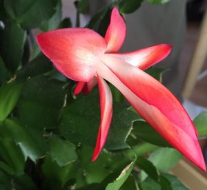 Close-up of pink flowers