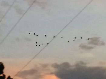 Low angle view of birds flying in sky