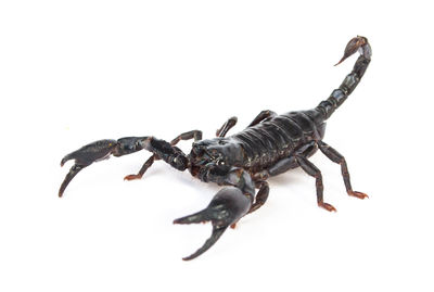 Close-up of insect on white background