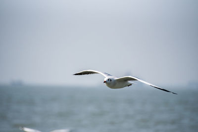 Seagull flying over sea against sky