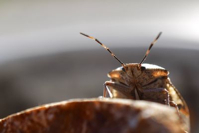 Close-up of butterfly