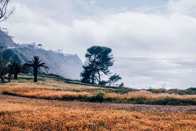 Scenic view of field against cloudy sky