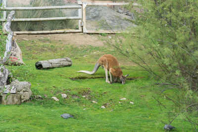 Kangaroo in a field