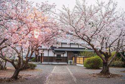 Cherry blossom tree