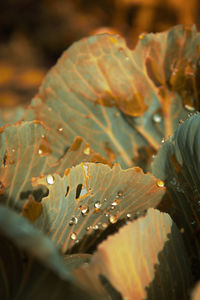 Close-up of wet leaves on plant