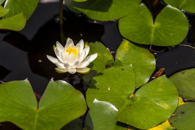 Close-up of lotus water lily in lake