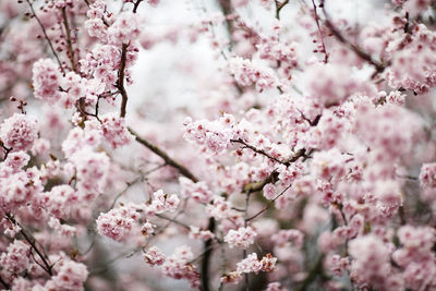 Close-up of cherry blossoms in spring