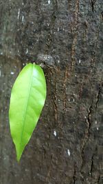 Close-up of fresh green leaf