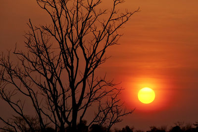 Silhouette of bare trees at sunset