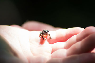 Cropped image of hand holding small frog