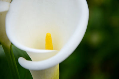 Close-up of yellow calla lily blooming outdoors