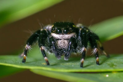 Close-up of spider