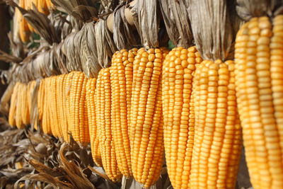 Close-up of corn on field