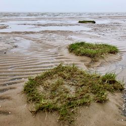 Plants growing on beach