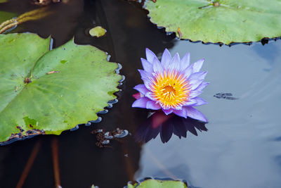 Close-up of lotus water lily in pond