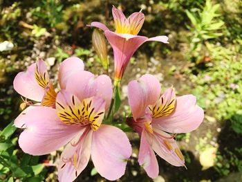 Close-up of pink flowers blooming outdoors
