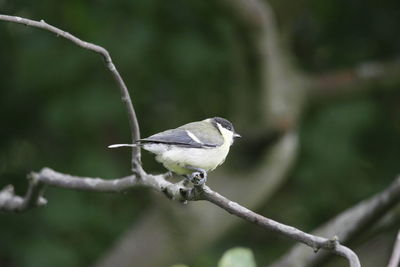 Close-up of bird perching on branch