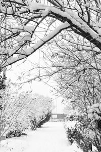 Snow covered plants against trees