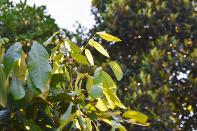 Close-up of fresh green plant