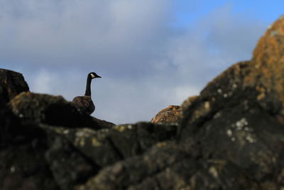 Low angle view of bird perching on rock against sky