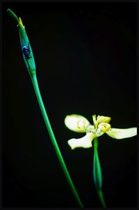 Close-up of flower over black background