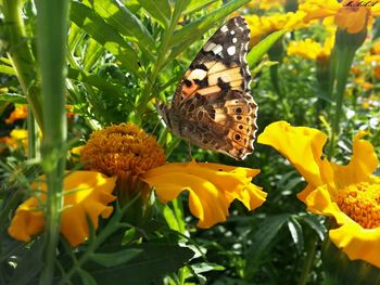 Close-up of butterfly pollinating on yellow flower