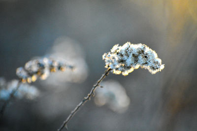 Close-up of dried flower