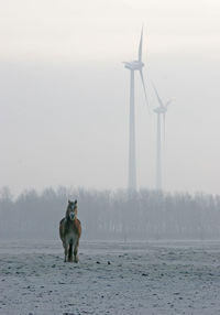 Woman standing on field against sky during winter
