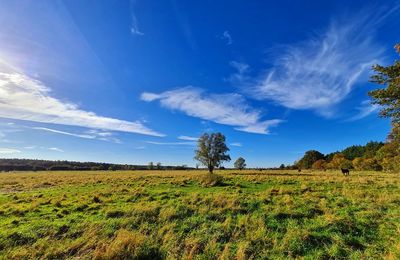 Scenic view of field against blue sky