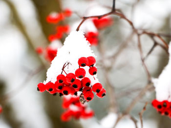 Close-up of red berries on tree