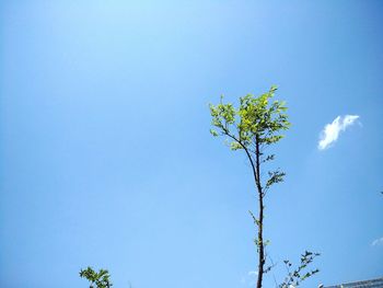 Plant against clear blue sky