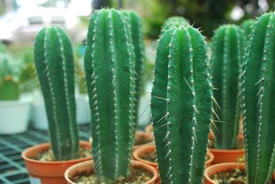 Close-up of succulent plant