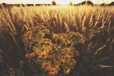 Close-up of flowering plants on field
