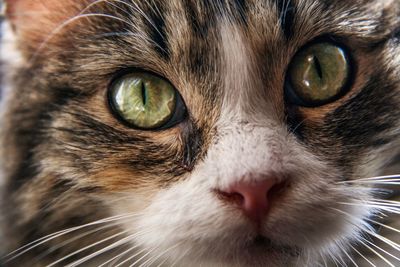 Close-up portrait of cat