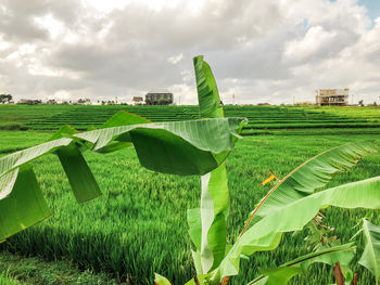 Scenic view of agricultural rice field against sky