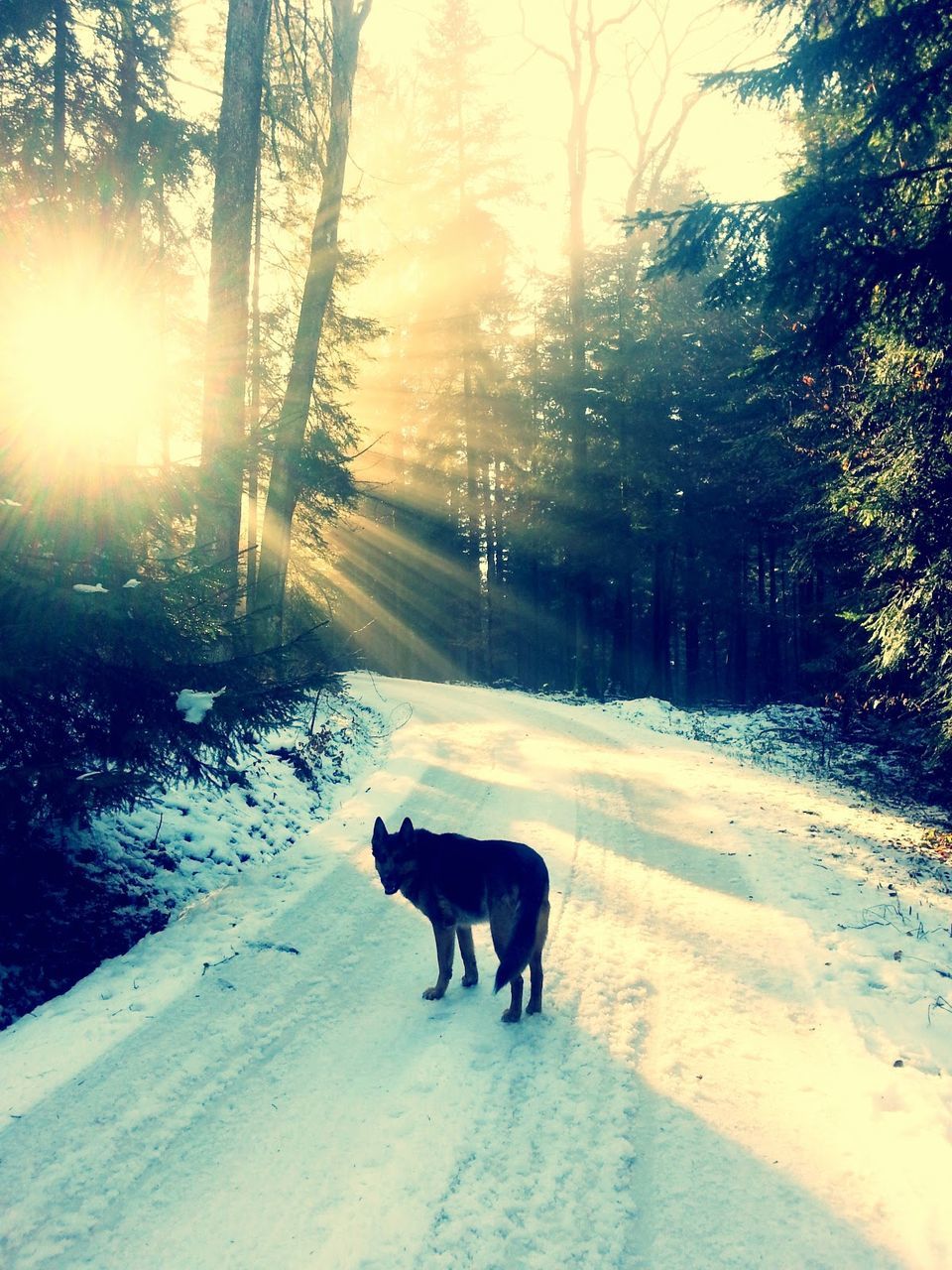 domestic animals, mammal, snow, pets, dog, animal themes, winter, cold temperature, one animal, season, tree, weather, walking, sunlight, sun, covering, full length, the way forward, field, sunbeam