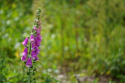 Close-up of purple flower on field