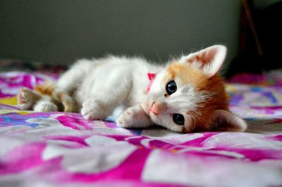 Close-up portrait of cat lying on bed