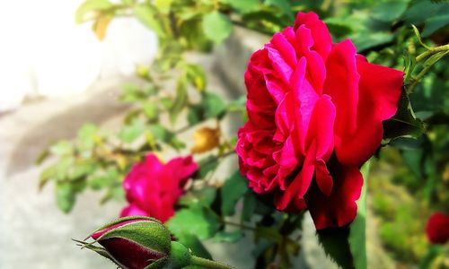 Close-up of red flower blooming outdoors