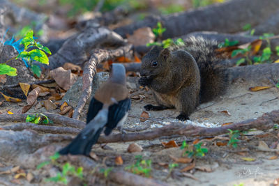 Squirrel in a forest