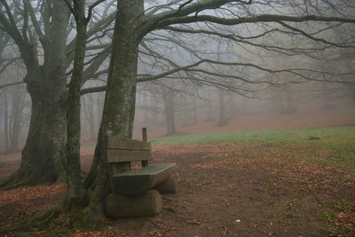 View of trees in forest