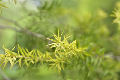 Close-up of flowering plant